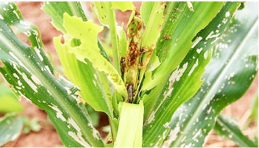 Monitor for Armyworm post image