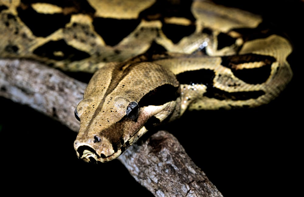 Priority Pest Spotlight: Boa Constrictor post image