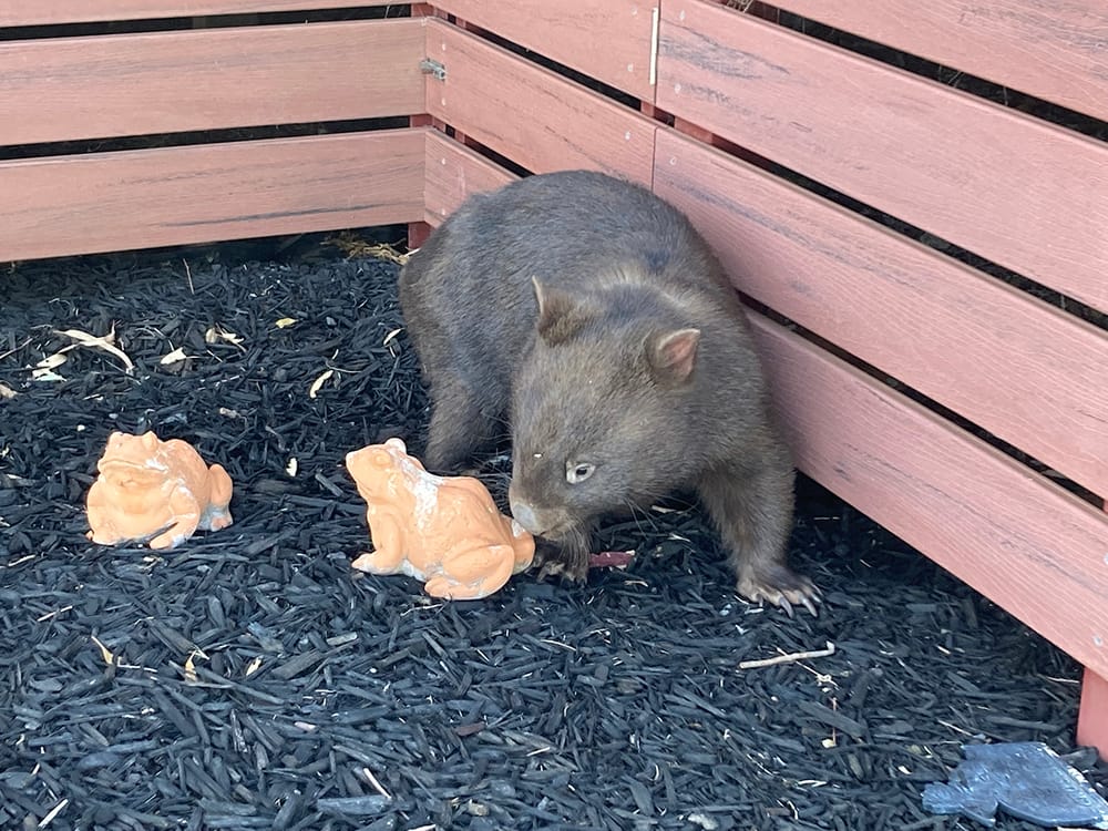 Meet Willie – or Wilma post image