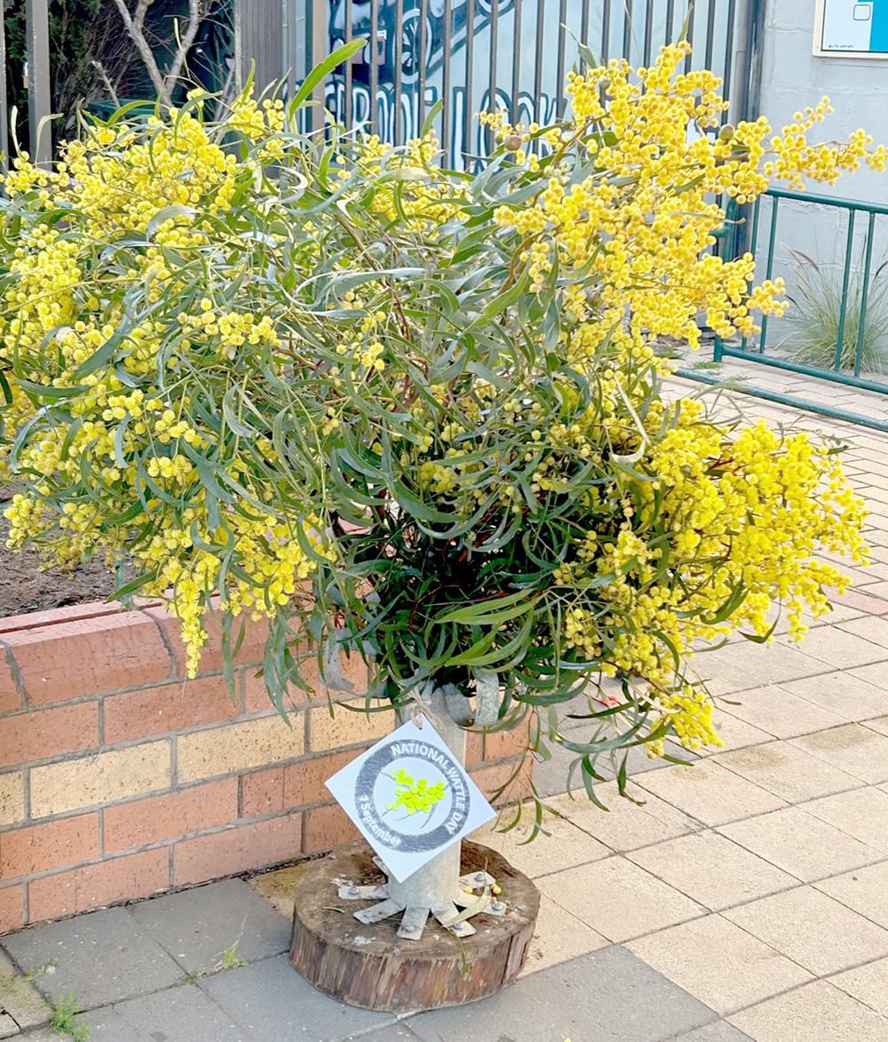 Wattle Day in Wycheproof post image
