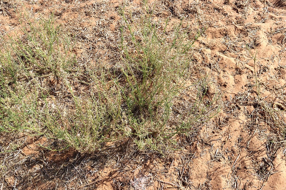 Flaxleaf Fleabane post image