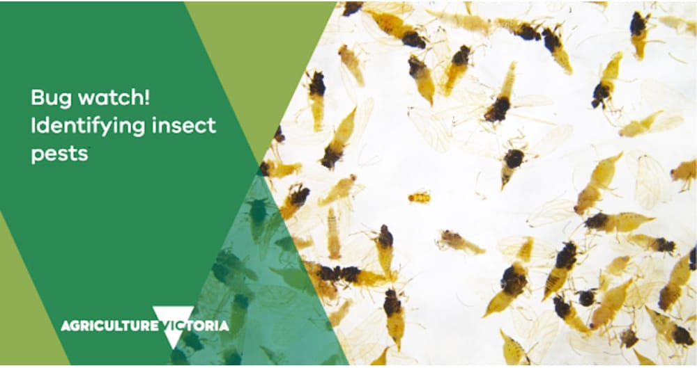 New Research to Trial Pests in Fruit and Veg. post image