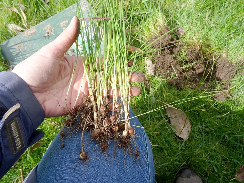 Less Weeds Better Pasture post image