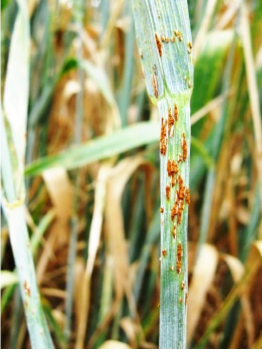 Don’t Risk Crop Damage post image