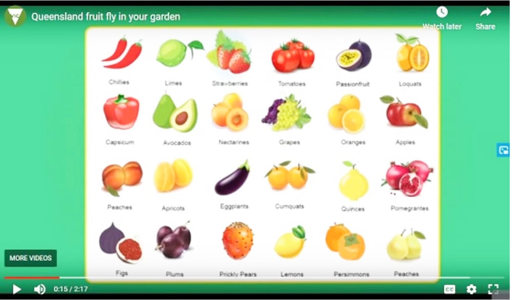 Controlling Queensland Fruit Fly post image