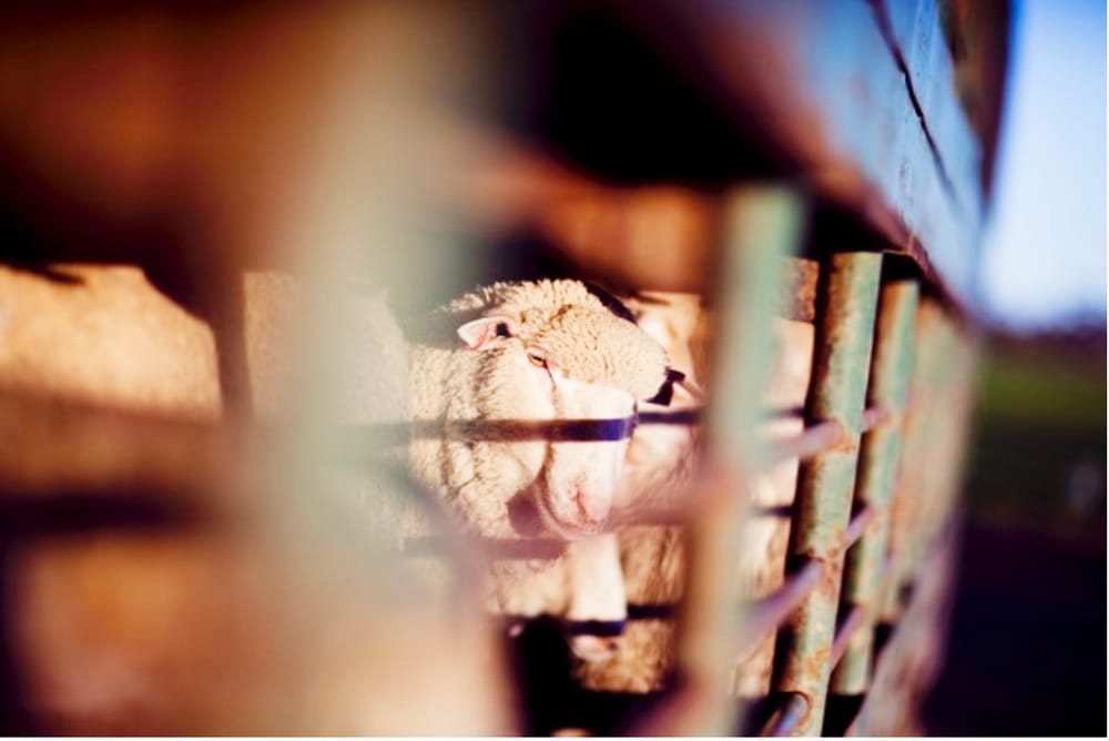 Ensure Livestock are “Fit to Load” post image