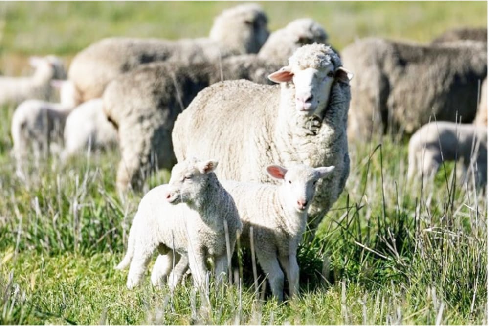 Five Benefits of Using eID post image