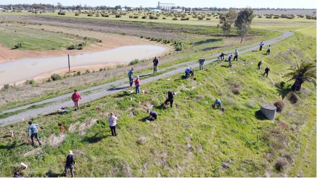 Planting the Wycheproof Wetlands post image