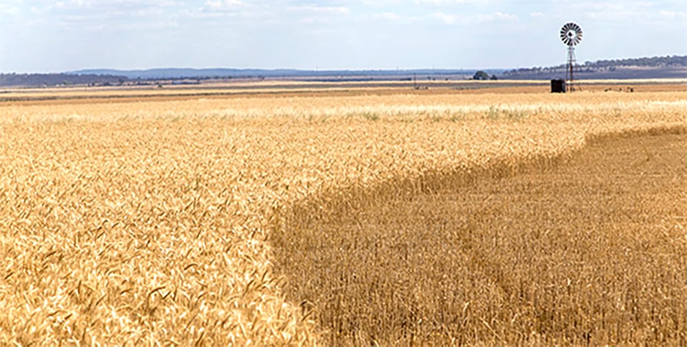 Growers Winning War on Weeds post image