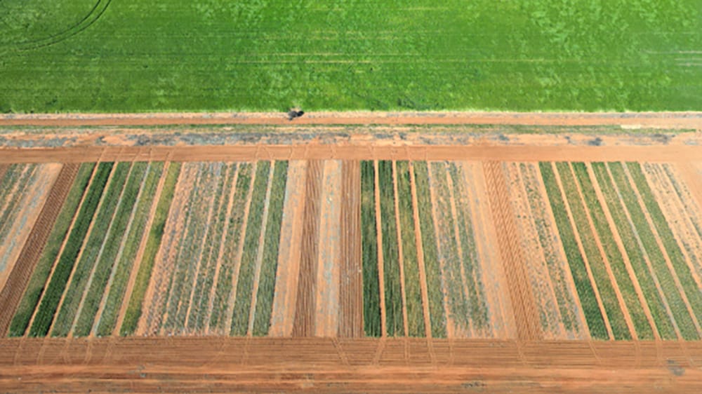 Important Results From Crop Rotation Study post image