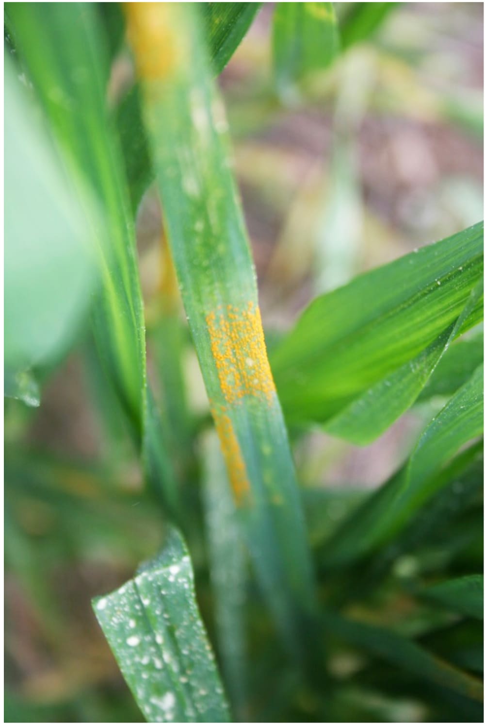 Monitor Now for Stripe Rust Infections Emerging in Wheat post image