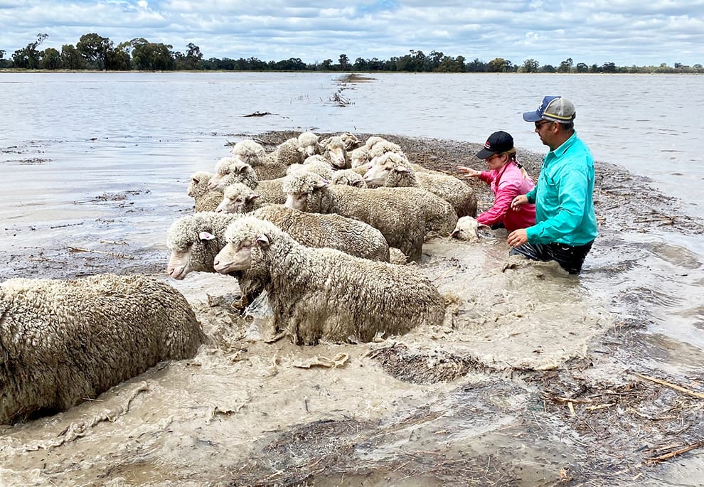 Natural Catastrophe Deemed “Nation’s Most Expensive”: Bale Buy is Back! post image