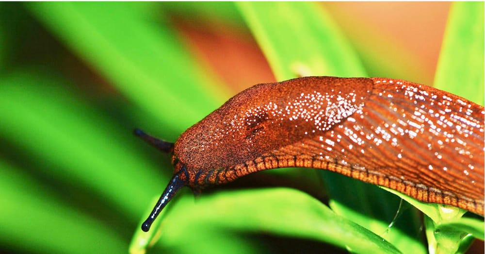 Slug Management Workshop, Horsham post image