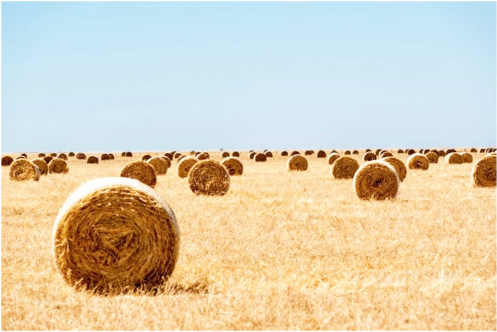 Cutting Crops for Hay Bales post image