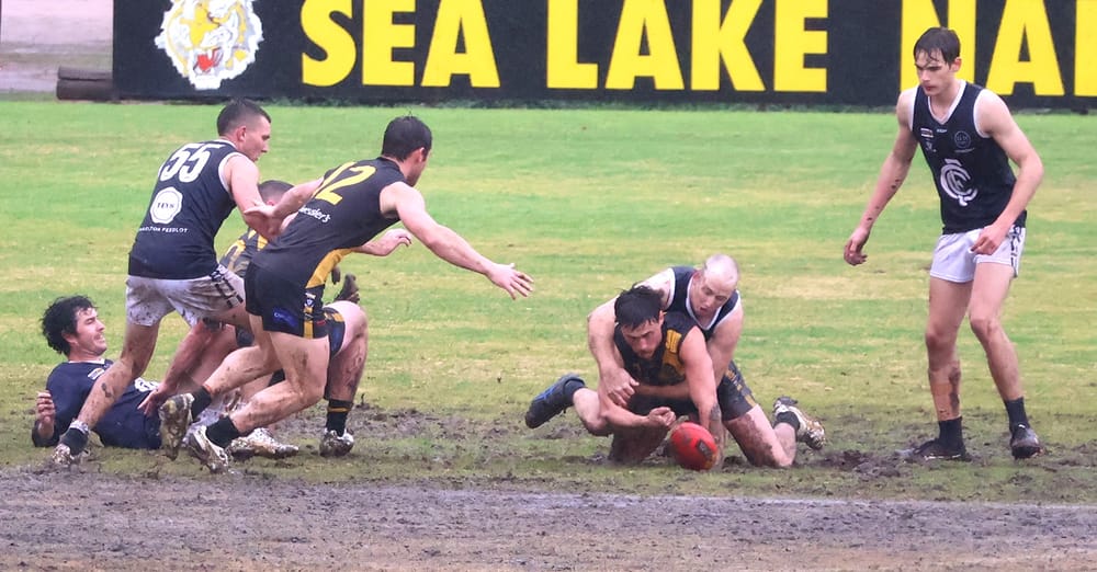 Tigers Untroubled post image