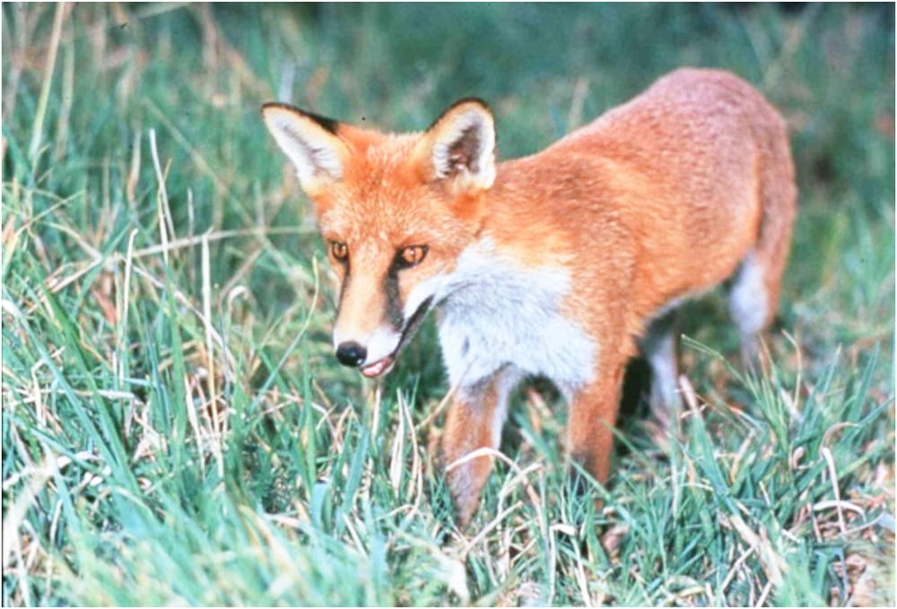 Bounty Collection Resumes post image