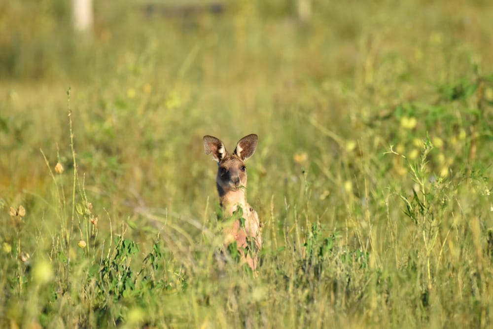 Apply Now for Wildlife Rehabilitation Grants post image