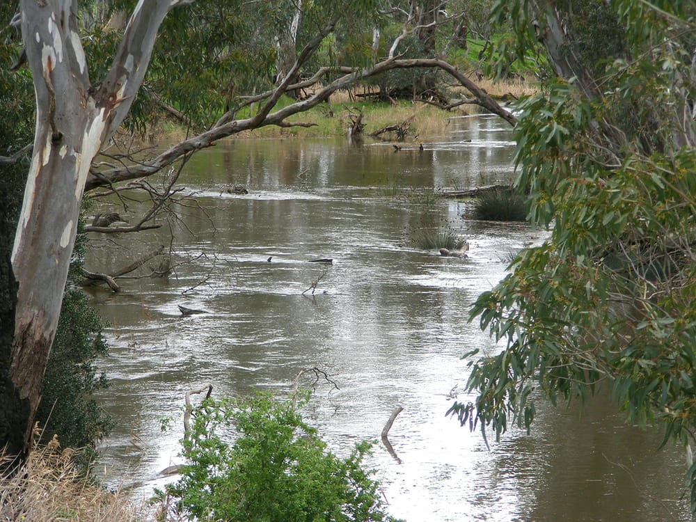 “Perfect Trifecta” for River Fish post image