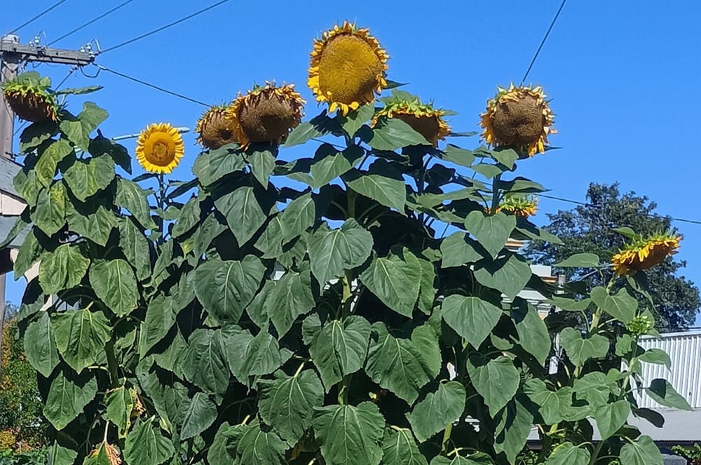 Last Chance To See post image