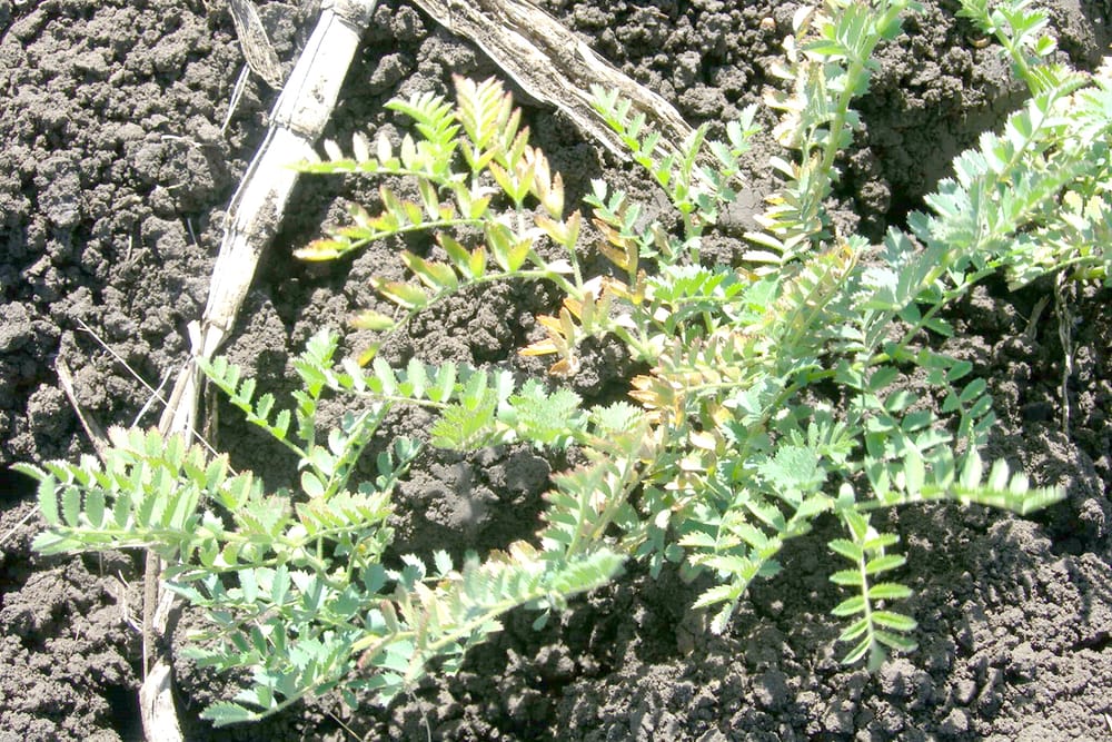 Potassium Project To Improve Crop Nutrition post image