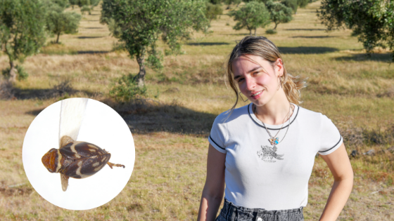 Visiting Spanish Scientist Assessing Xylella Risk post image