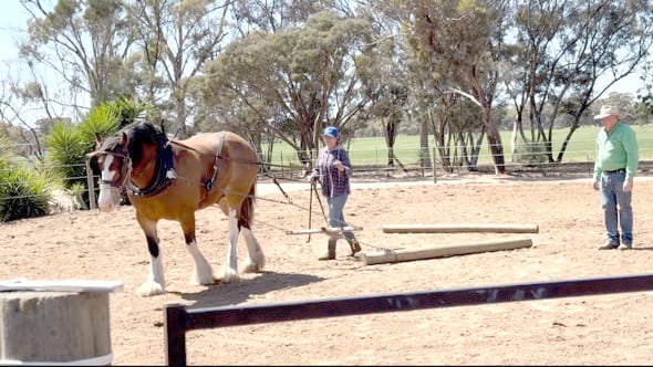 “Hoof and Harvest” Festival – a Day Out With Bush Trail Rides post image