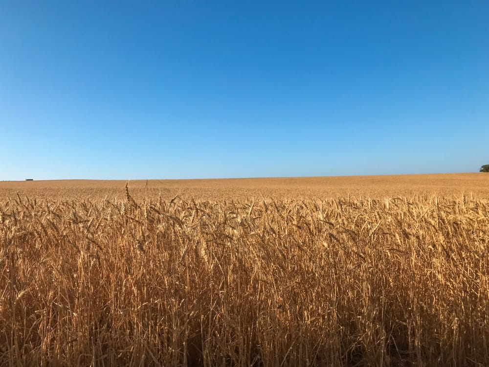 Farmers Welcome Barley Tariff Drop post image
