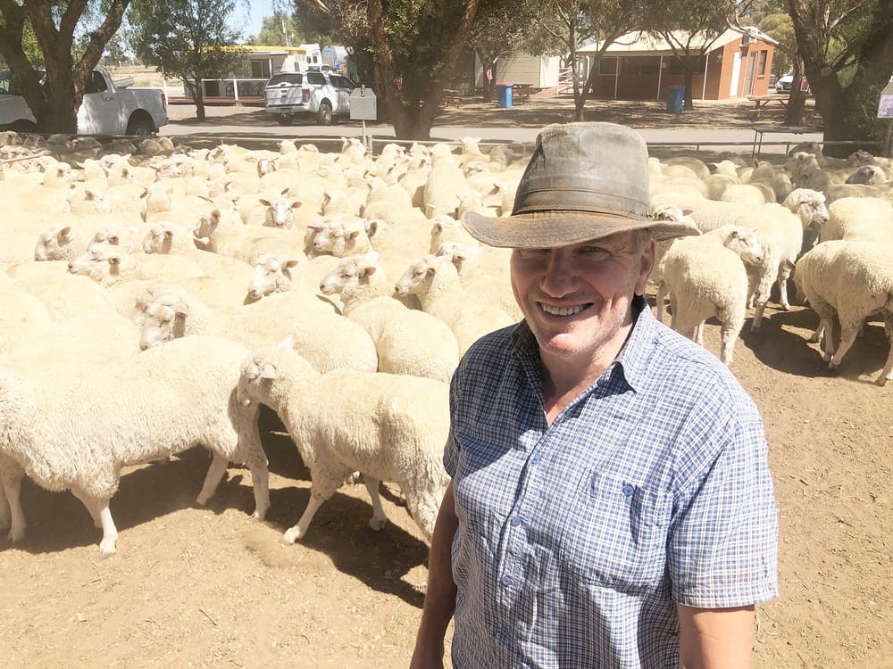 Wycheproof Special Store Sheep Sale post image