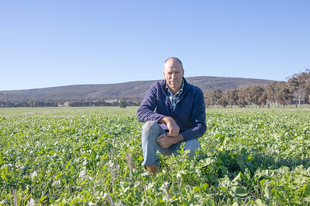 Pastures and Fodder Crops Lower Weed Numbers post image