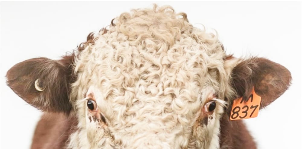 Further Price Reductions in Cattle Electronic Ear Tags post image