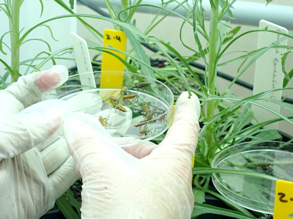 “Weevil Kinevil” Could Be the Answer to a Wicked Weed Problem in Australian Crops post image