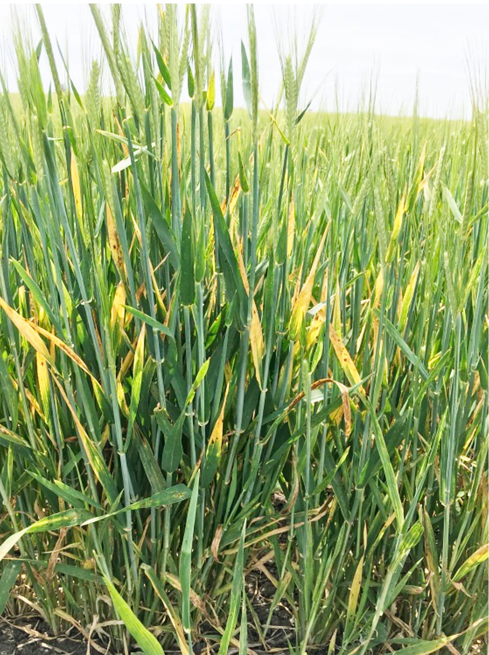 Scientist Leads Research for Higher Yielding Crops post image