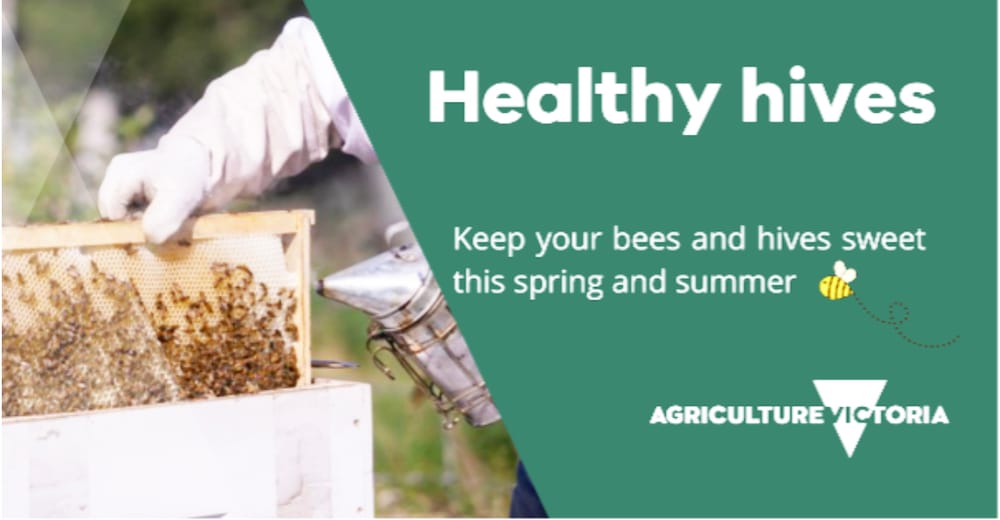 Tips for Healthy Hives post image