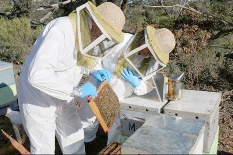 Victoria Continuing to Manage Varroa Mite Risk post image