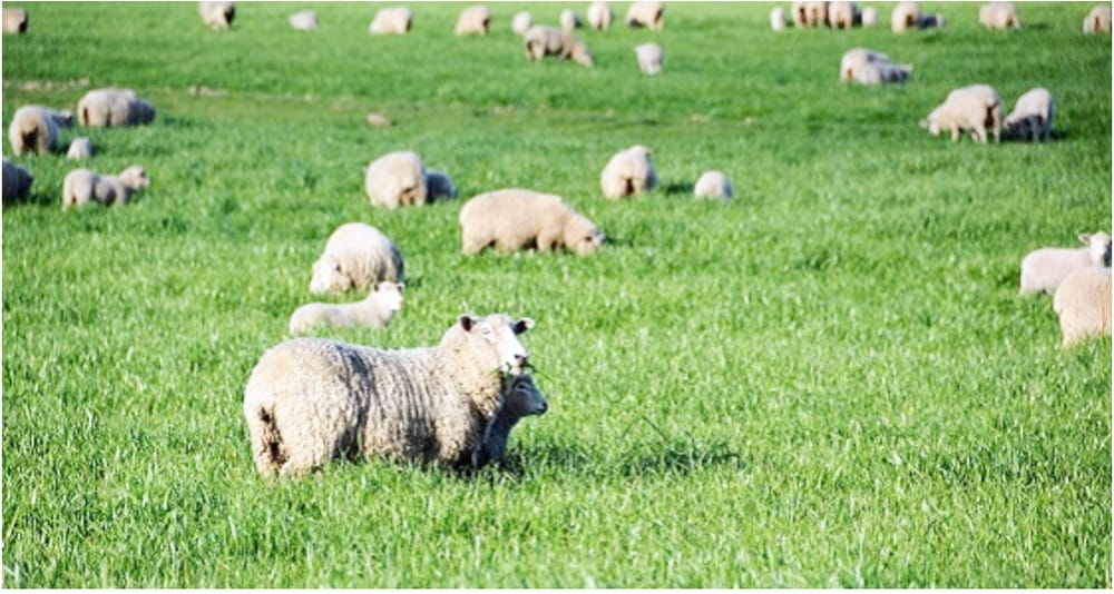 Trace Mineral Deficiency in This Year’s Lambs post image