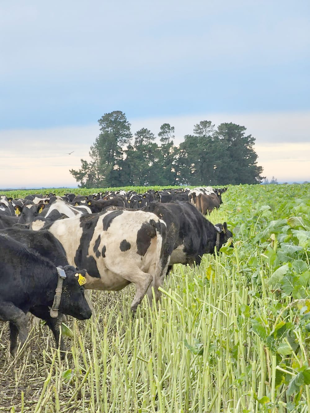 Learning About Virtual Fencing post image