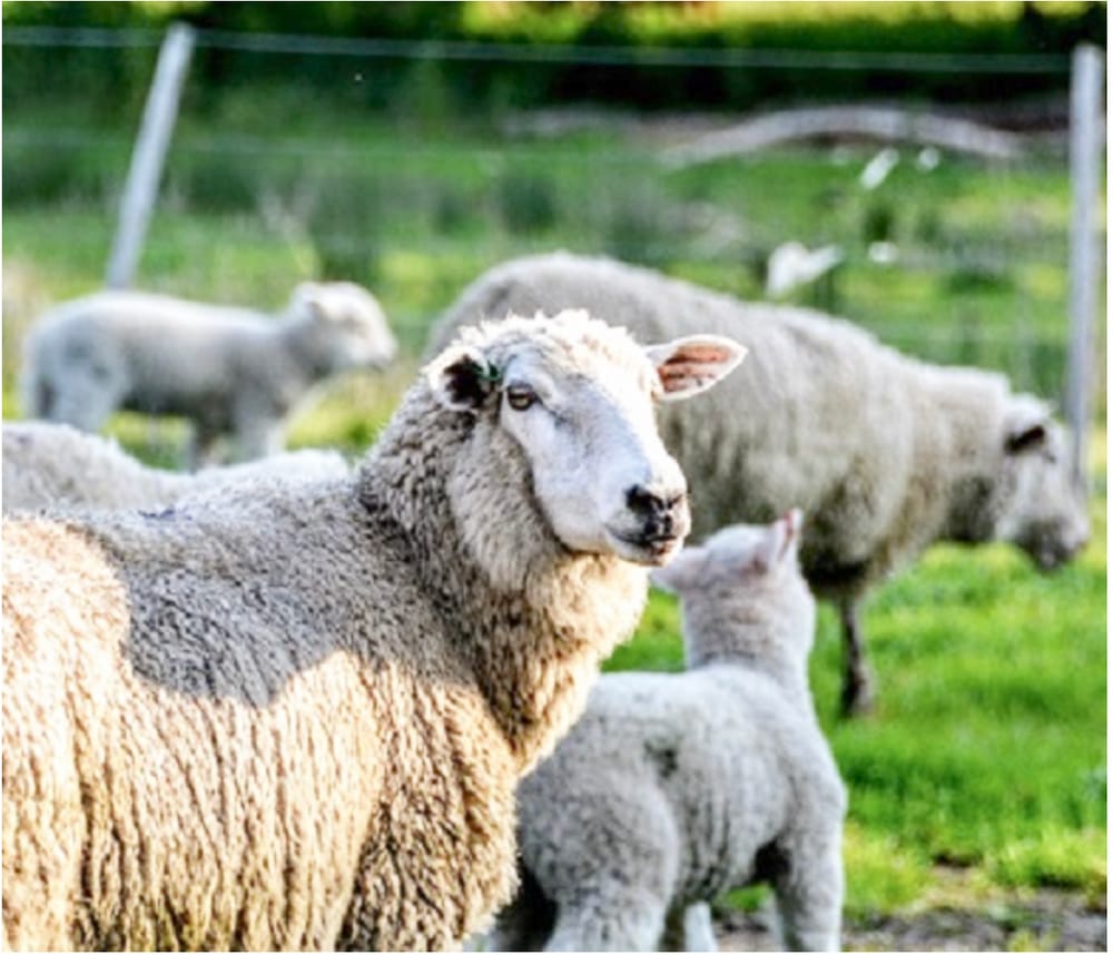 Beef and Sheep Webinar Series post image