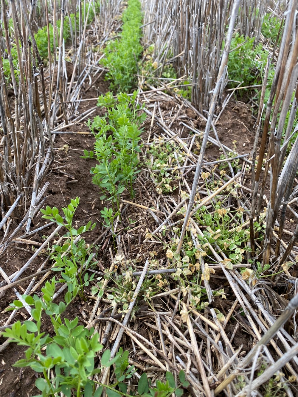 Making the Most of Herbicide-Tolerant Pulses: WeedSmart Advice – “Ask an Expert” post image