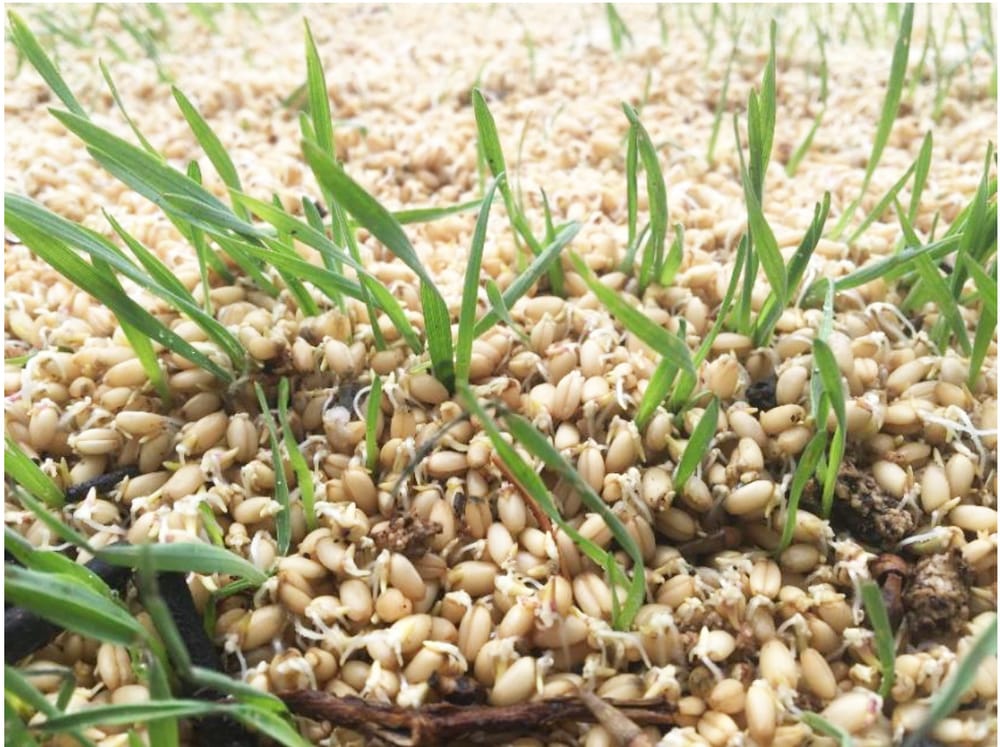 A Call to Report Illegal Grain Dumping in Victoria post image