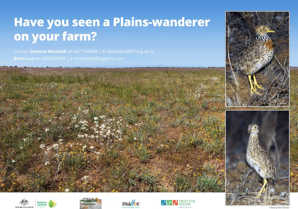 Wondering About Wanderers post image