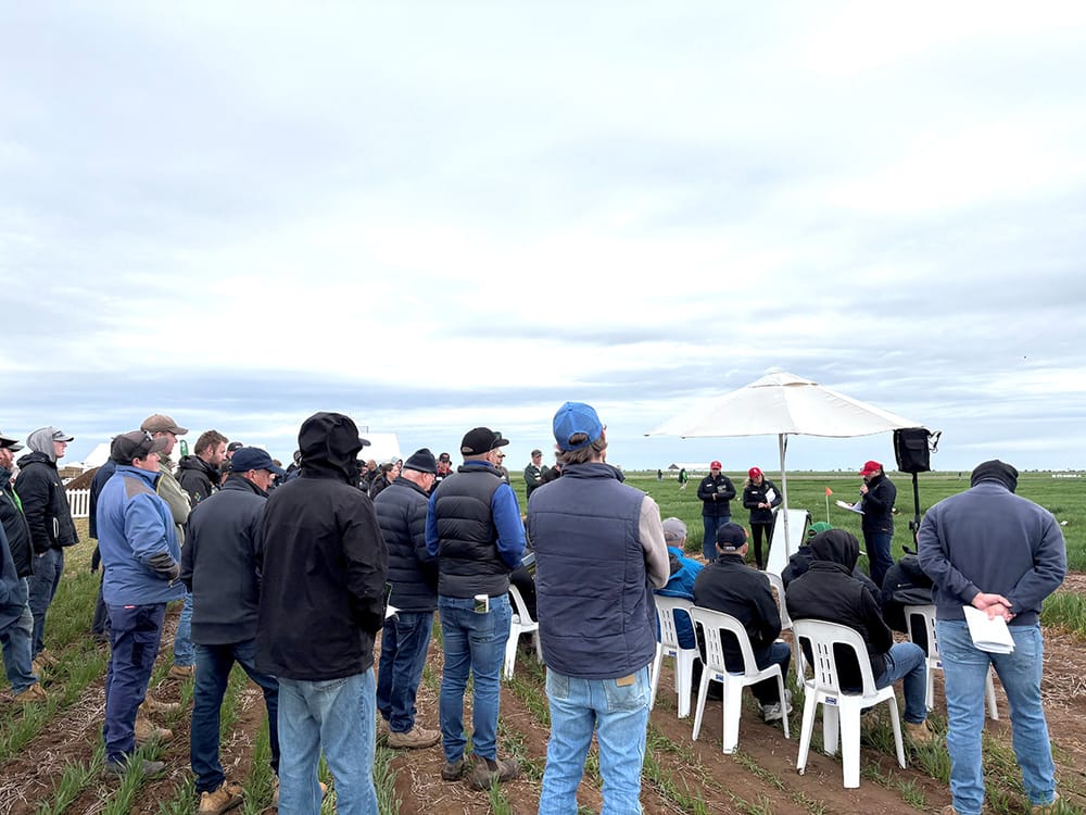 New Crop of Contenders: Wheat Varieties for 2026 post image