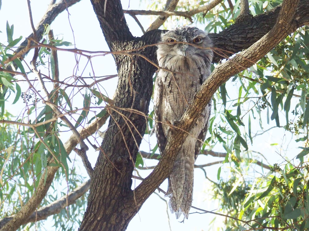 See the Birdy post image