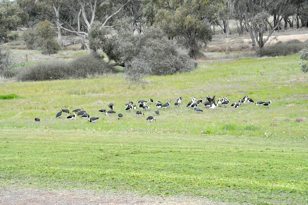 Long Beak, Long Name post image