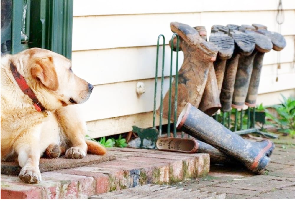 Don’t Cross the Tick: Ehrlichiosis in Dogs post image