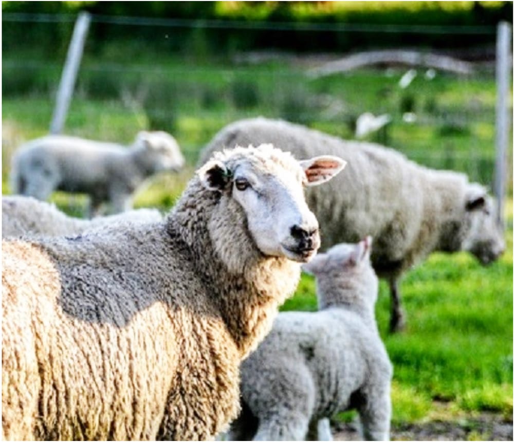 Don’t Have a Close Shave with Barber’s Pole Worm post image
