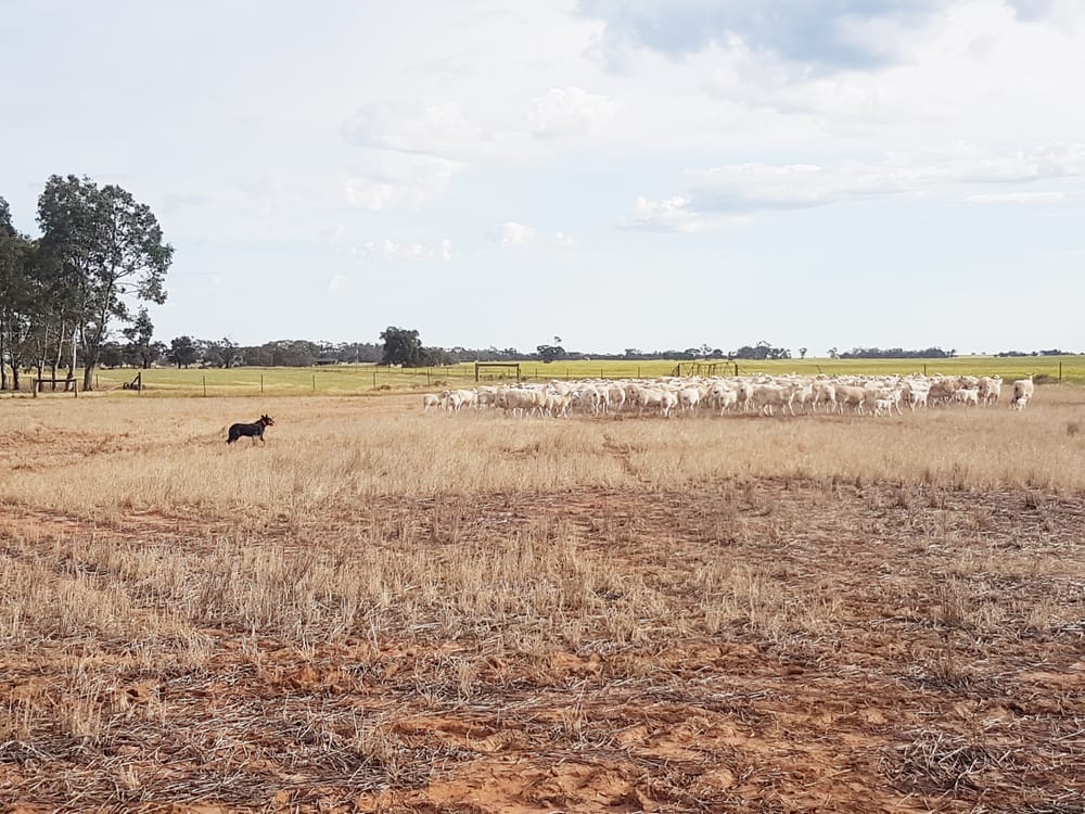 The Kelpie Commitment Continues post image