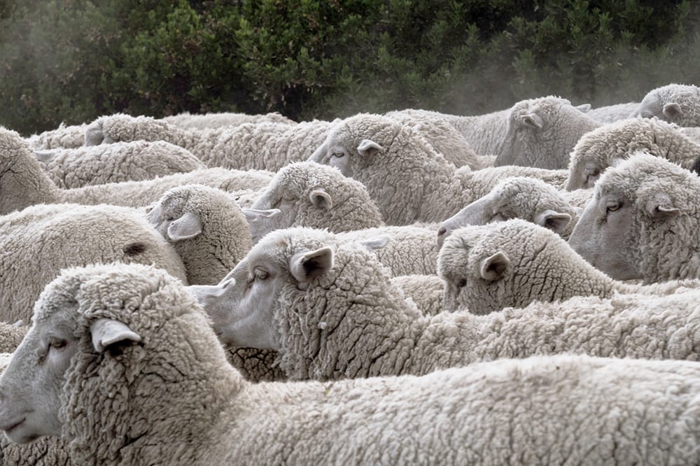 Victorian Food and Fibre Exports Hit Record High post image
