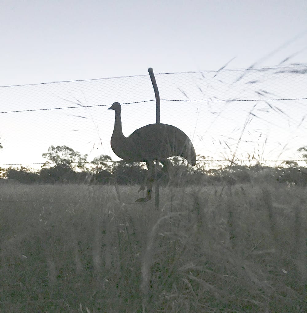 First Emu Silhouette in Place post image