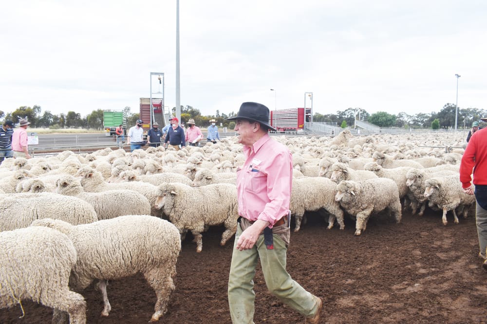 Wycheproof Special Spring Store Sheep Sale post image