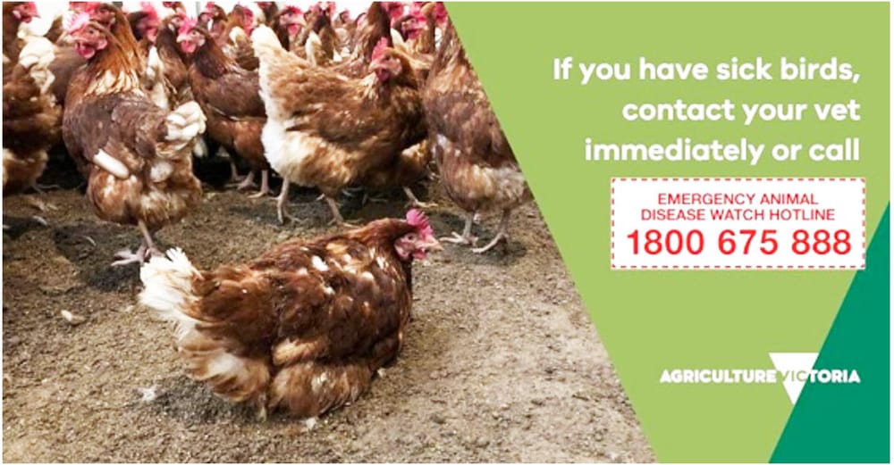 Further Detections of Avian Influenza post image